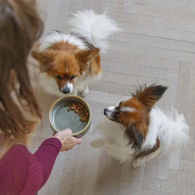 Designed by Lotte Hundenapf Keramik, grün