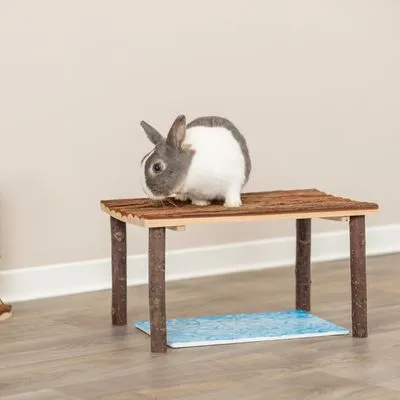 Coelho cinzento e branco em cima de uma mesa pequena de madeira com pernas de ramos. Tabuleiro azul por baixo da mesa, visível no chão.