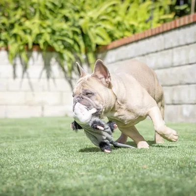 Dog playing with a plush toy shaped like an opossum on a lawn.
