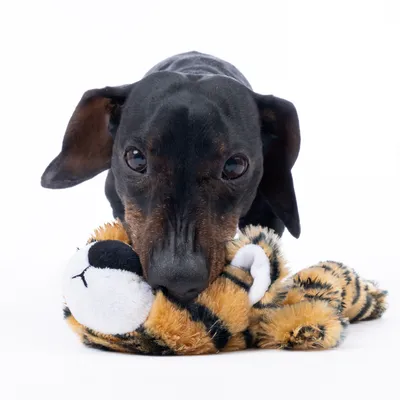 Hund leger med et plyslegetøj i tigerlook. Legetøjet har stribet pelsmønster og hvid snude.