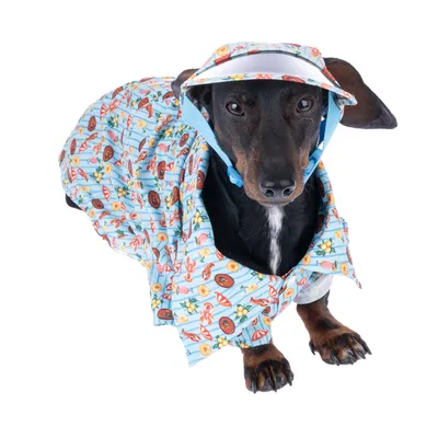 Hund iført blåt outfit med farverigt sommermønster og matchende hat. Visning af moderigtigt kæledyrstilbehør.