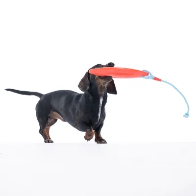 Hund leger med rødt kastelegetøj, der er fastgjort til en blå snor.