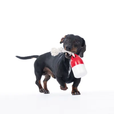 Chien tenant un jouet en corde blanche avec extrémité rouge et blanche dans la gueule, sur fond blanc.