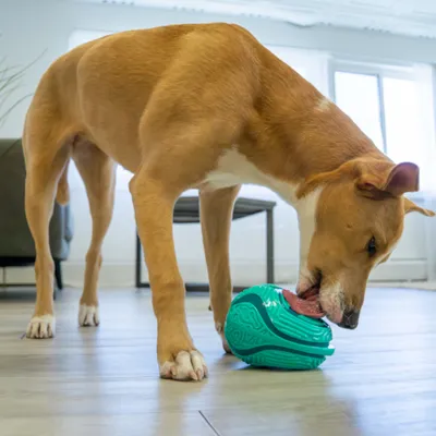 Dog licking a turquoise toy ball with food opening on a wooden floor.