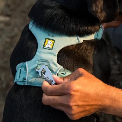 Ruffwear Hundegeschirr in Hellblau, an einem schwarzen Hund befestigt. Eine Hand clippt eine Leine am Geschirr ein.