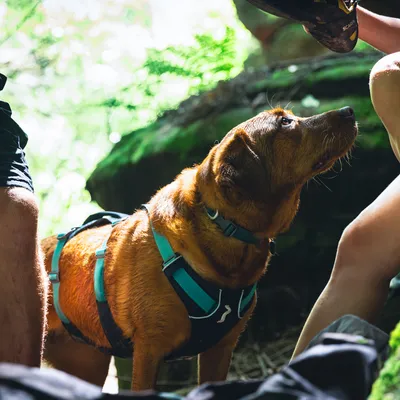 Hond met turquoise-zwarte tuig in de buitenlucht, naast mensenbenen. Tuig met zichtbaar bottenmotief.
