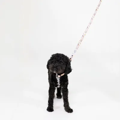 Schwarzer Hund mit gepunktetem Halsband und passender Leine, stehend vor weissem Hintergrund.