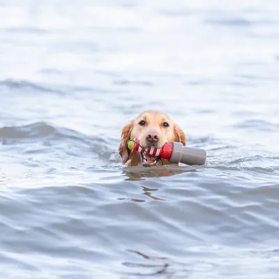 Hund schwimmt im Wasser und trägt einen grauen Apportierdummy im Maul.