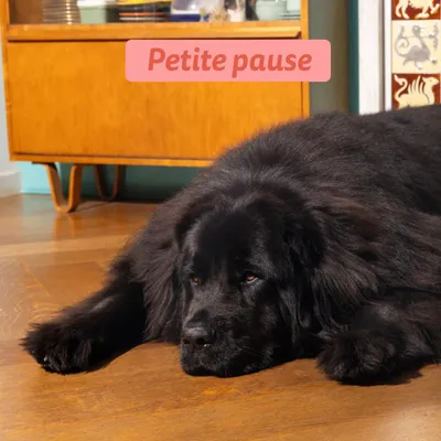 Edgard & Cooper Large Senior Dog Poulet et saumon sans céréales