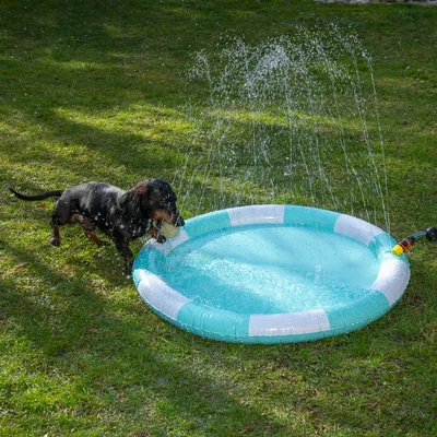 Puhallettava vesileluallas sprinkleritoiminnolla, koira leikkii altaan reunalla nurmikolla.