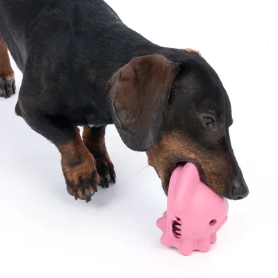 Chien teckel mordant un jouet en forme de pieuvre rose en plastique sur fond blanc. Jouet visible dans la gueule du chien, détails du jouet et pelage du chien bien visibles.