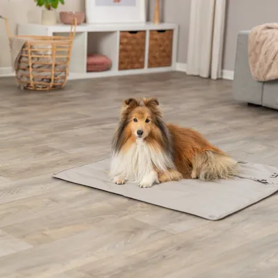 Hund liegt auf einer grauen Matte in einem Wohnzimmer mit Holzboden und moderner Einrichtung.