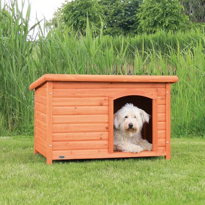 Hondenhok van hout met een witte, langharige hond die in de opening zit. Het hok heeft een plat dak en horizontale houten panelen.
