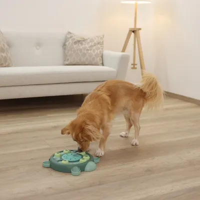 Chien de taille moyenne reniflant un jeu d’intelligence vert en plastique posé au sol dans un salon moderne avec canapé et lampe sur pied.