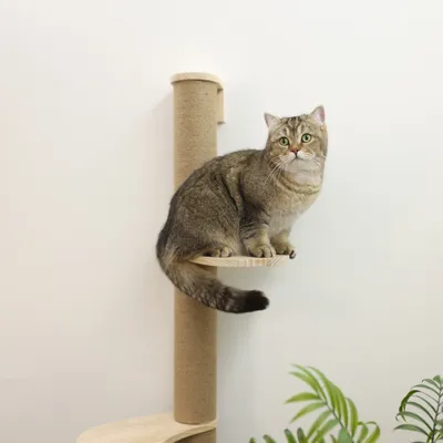 Braune Katze sitzt auf einem Kratzbaum aus Holz und Sisal mit zwei Ebenen. Pflanze im Vordergrund.