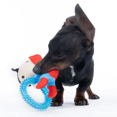 Cane che gioca con un gioco composto da un anello blu e una figura di stoffa rosso-blu.