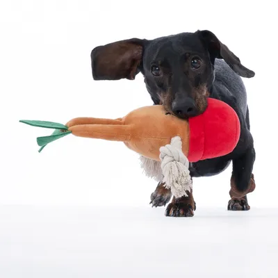 Cane che gioca con un gioco di peluche a forma di carota, composto da tessuto e corda.