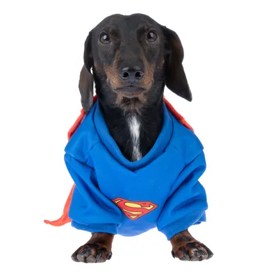 Costume per cane blu con logo Superman rosso sul petto e mantello rosso.