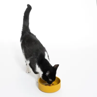 Gatto bianco e nero mangia da una ciotola gialla. La ciotola ha un logo in rilievo all'esterno.
