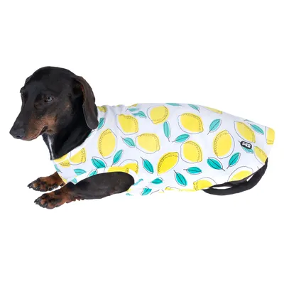 Chien portant un manteau blanc à motifs citrons jaunes et feuilles vertes, étiquette visible avec texte « F&F » sur le côté du vêtement.