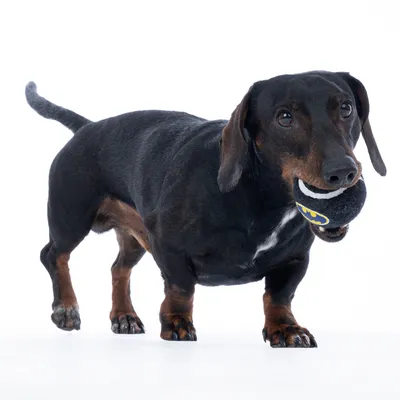 Sort hund holder en sort tennisbold med Batman-logo i munden.