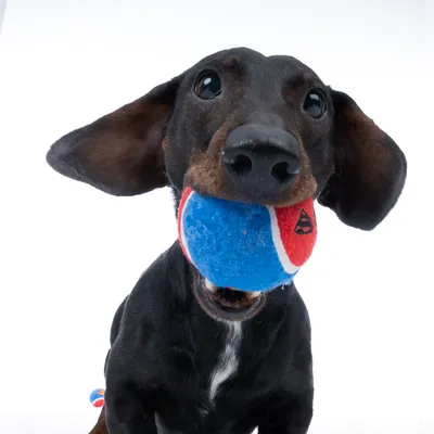 Cane con pallina da tennis blu e rossa in bocca, mostra l’uso di un gioco per pet.