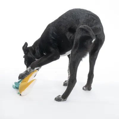 Black dog playing with yellow fabric toy and blue rope on white background.