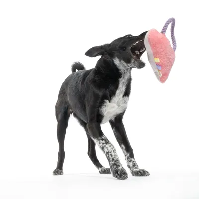 Hund spielt mit rosa Plüschspielzeug, das an einem lila Seil befestigt ist.