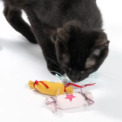 Schwarze Katze untersucht drei Stoffspielzeuge in Bonbonform mit bunten Schleifen, gelb, weiss und rosa mit Sternmotiv.