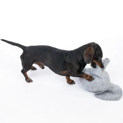 Hund spielt mit grauem Stoffspielzeug in Form eines Elefanten.