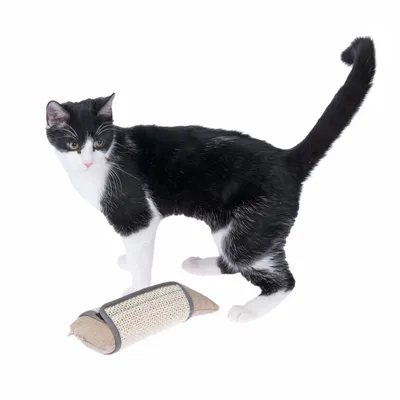 Zwart-witte kat naast een speeltje van jute met zwarte rand.