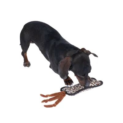 Perro juega con un juguete de estampado de leopardo y cintas de tela marrones.