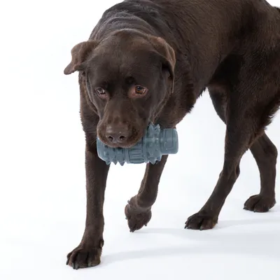 Chien marron tenant un jouet cylindrique gris en plastique dans sa gueule, fond blanc.