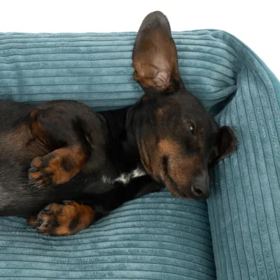Cane sdraiato rilassato in un letto per cani imbottito e trapuntato in tessuto blu.