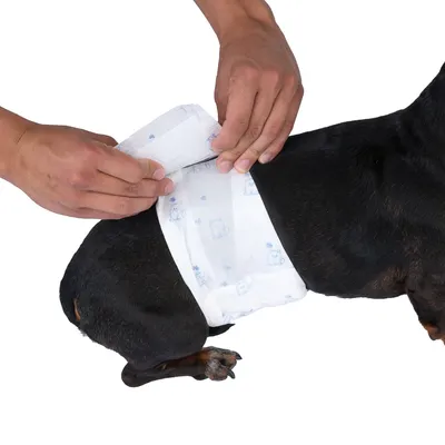 Demonstratie van het aanbrengen van een hondenluier: handen bevestigen de luier op het lichaam van een kleine zwarte hond.