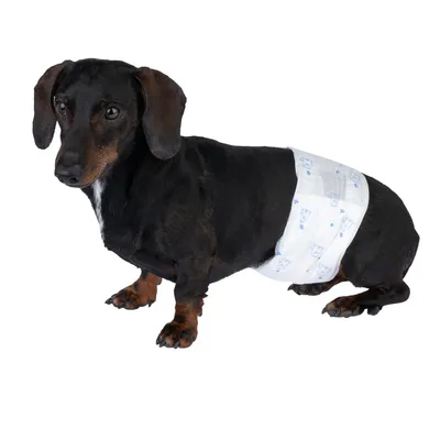 Hond met witte hondenluier met blauw patroon, toont gebruik van het product.