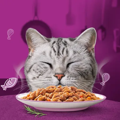 Assiette de nourriture humide pour chat devant un chat gris tigré, fond violet avec dessins de poisson et pilon. Brin de romarin visible à côté de l’assiette.