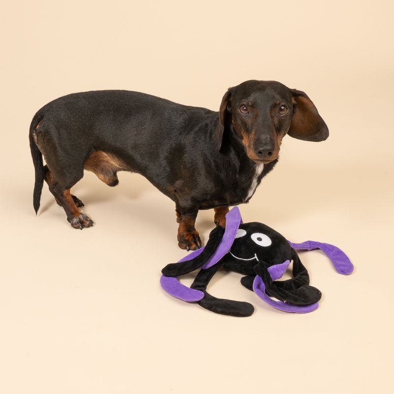 TIAKI Hundespielzeug Spinne