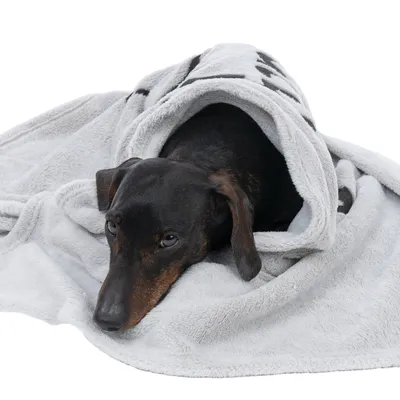 Kutya szürke, fekete mintás takaróba burkolva fekszik. A termék a takaró kényelmét és melegét mutatja.