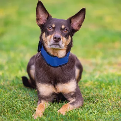 Hond met blauwe halsband liggend op groen gras. Focus op de halsband als product.