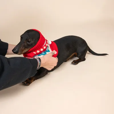 Hund mit rotem Strickpullover und Schneeflockenmuster, wird von Händen gehalten. Demonstration der Passform und des Designs des Hundepullovers.
