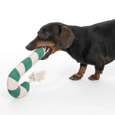 Modern Living Sukkerstang Göttingen til hunde