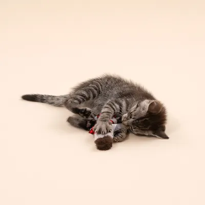 Gioco per gatti TIAKI procione