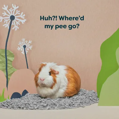 Small animal sitting on absorbent bedding with the text 'Huh?! Where’d my pee go?' above, highlighting the bedding’s liquid-absorbing feature.