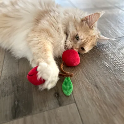 Cat playing with a red plush toy shaped like cherries with a green leaf on wooden floor.