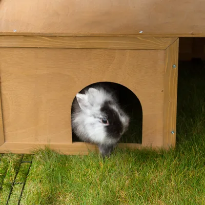 Casita de madera para pequeños animales con entrada redonda, conejo asomado. Sobre césped verde.