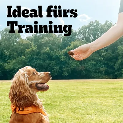 Hund sitzt auf einer Wiese und schaut eine Hand mit Leckerli an. Text: Ideal fürs Training.