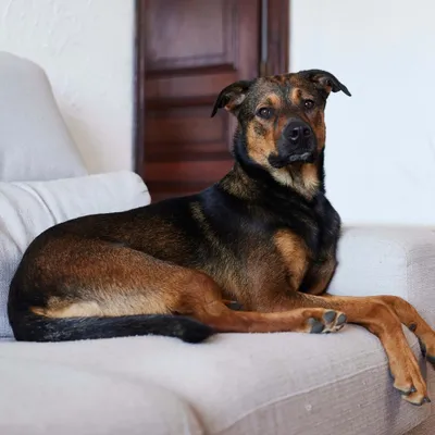 Virbac Veterinary HPM Dog Adult Large & Medium Hondenvoer Virbac Veterinary HPM Dog Adult Large & Medium Hondenvoer