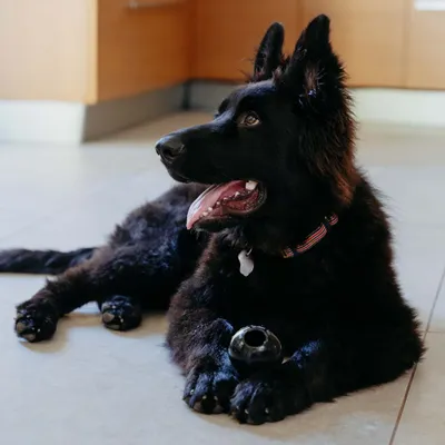 Schwarzer Hund mit gestreiftem Halsband liegt auf dem Boden und hält ein schwarzes rundes Spielzeug zwischen den Pfoten. Schwarzer Hund mit gestreiftem Halsband liegt auf dem Boden und hält ein schwarzes rundes Spielzeug zwischen den Pfoten.