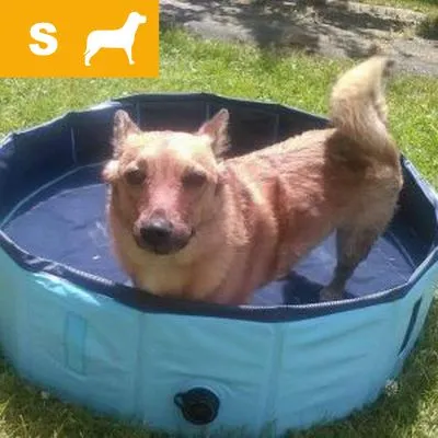 Small blue foldable pet pool outdoors, with a brown dog standing inside. Top left shows orange box with white 'S' and dog silhouette icon. Small blue foldable pet pool outdoors, with a brown dog standing inside. Top left shows orange box with white 'S' and dog silhouette icon.